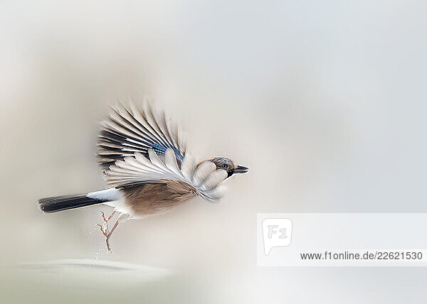 Eurasian jay in flight with motion blur and soft focus outdoors