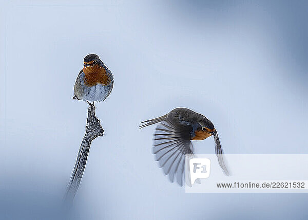 Two robins in a snowy winter scene  one perched and one in flight