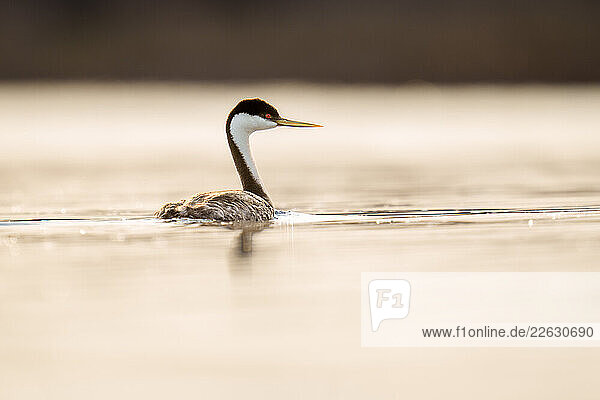 A Western Grebe (Aechmophorus occidentalis) Gliding on Still Wat