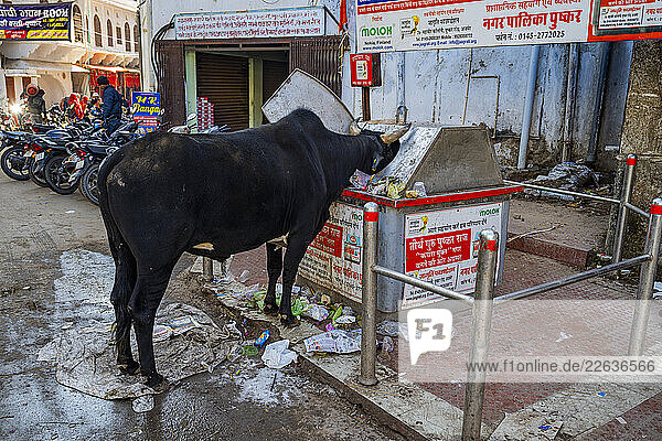 Cow eating from a trash bin  Pushkar  Rajasthan  India