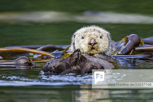 Adult sea otter (Enhydra lutris kenyoni) in kelp bed in Inian Pass  Southeastern Alaska  United States of America
