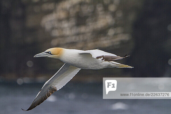Northern gannet (Morus bassanas)  on the wing at the cliffs of Noss  Shetland Islands  Scotland  United Kingdom