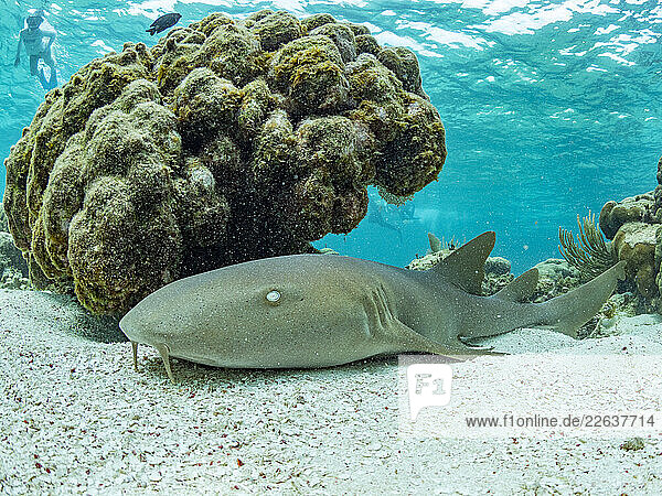 Nurse shark (Ginglymostoma cirratum)  on the sand in Hol Chan Marine Preserve  inside the Mesoamerican Barrier Reef  Belize