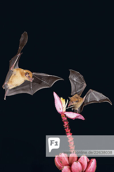 Two Orange nectar bats (Lonchophylla robusta) hovering and drinking nectar from wild red banana flower (Musa velutina) in rain forest  Costa Rica