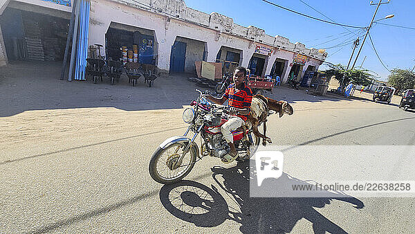 Boy riding with a goat on the back of his motorbike  Abeche  Chad