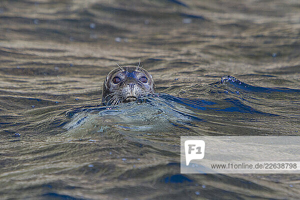Curious harbor seal (Phoca vitulina)  approaches Zodiac at Vigur Island  Iceland