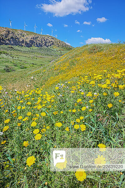 Wild flowers blooming and in the background wind turbines  Realmonte  Agrigento  Sicily  Italy