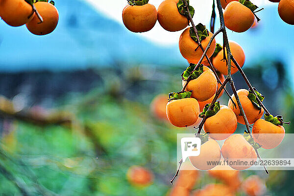 Persimmons on a tree in autumn in Huangling  Wuyuan County  Shangrao City  Jiangxi Province  China