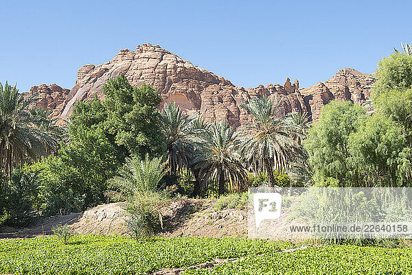 Gardens in the date palm grove in the Oasis of AlUla  Medina Province  Saudi Arabia