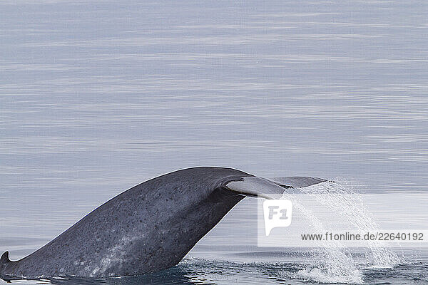 A rare sighting of an adult blue whale (Balaenoptera musculus) sub-surface feeding in the Svalbard Archipelago  Norway