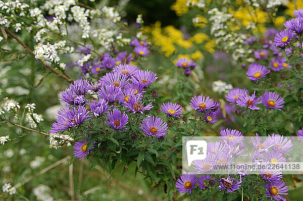 Flowers near Ithaca  New York  United States of America
