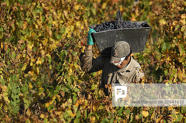 Grape Harvest  Vineyard  Lujan de Cuyo  Mendoza  Argentina  South America