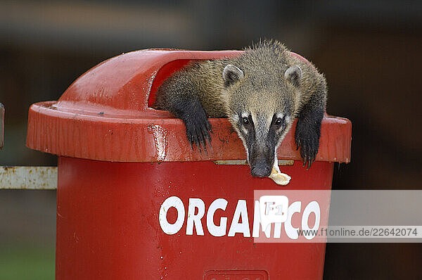 Coati (Nasua nasua)  Parque Nacional Iguazu  Iguazu Waterfalls  Puerto Iguazu  Misiones  Argentina  South America