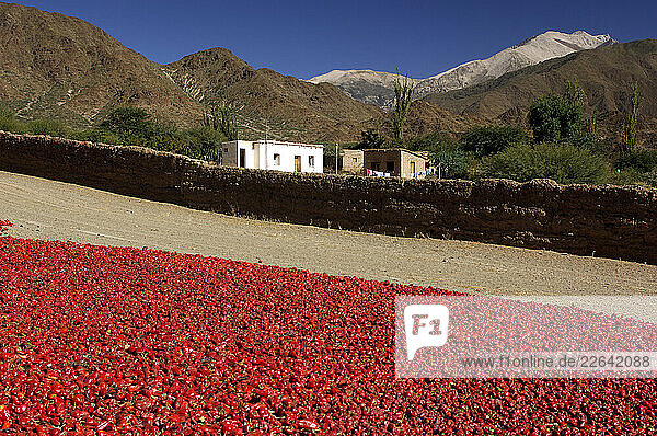 Dried chilis  Valley near Cachi  Valles Calchaquies  Salta  Argentina  South America