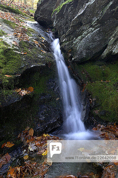 Creek and Cascades at Greylock State Reserve  Waterfall  Fall Colors  Massachusetts  USA
