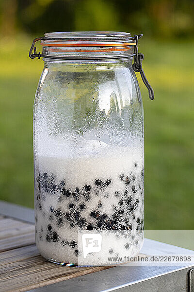 Schwarze Johannisbeeren in Zucker für Sirup-Ansatz