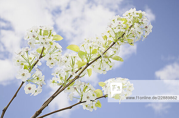 Pear Tree in Bloom