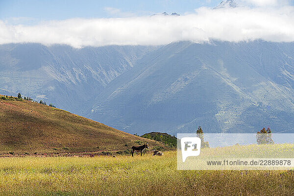 Two donkeys in grassy field in Sacred Valley of the Incas