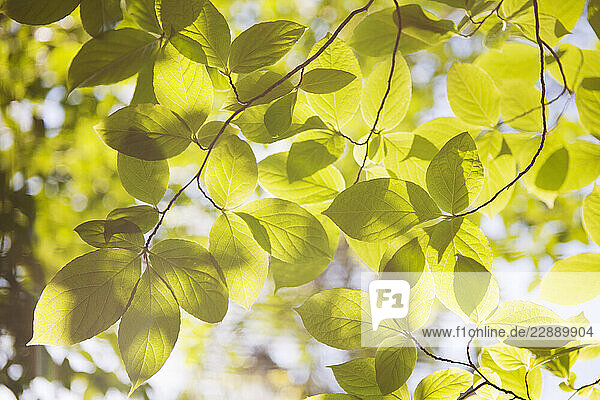 Sunlight On Japanese Stewartia Leaves