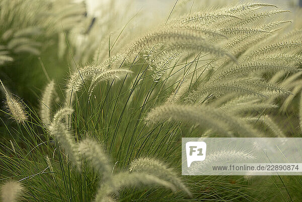 Soft focus on tall grass with feathery white plumes swaying in a gentle breeze. Abu Dhabi  UAE