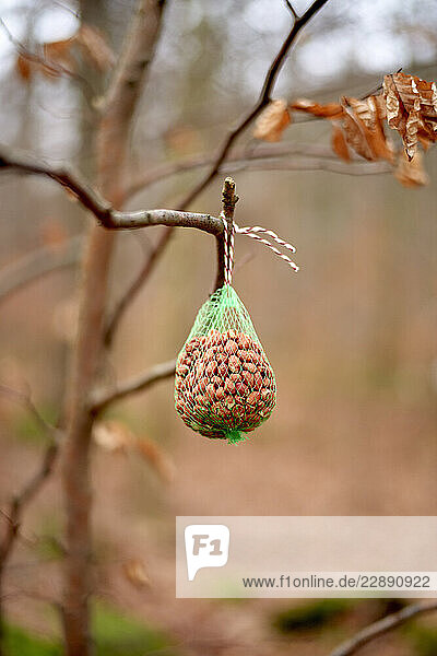 A bird feeder filled with seeds hangs from a tree branch in a blurred forest background. Germany