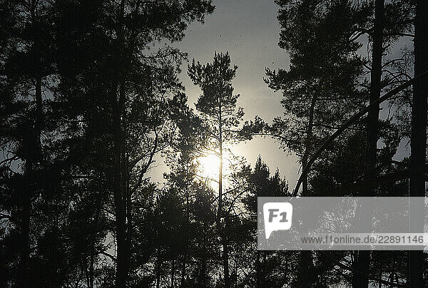 Sunlight filtering through tall pine trees in a dense forest creating a silhouette effect. Austria