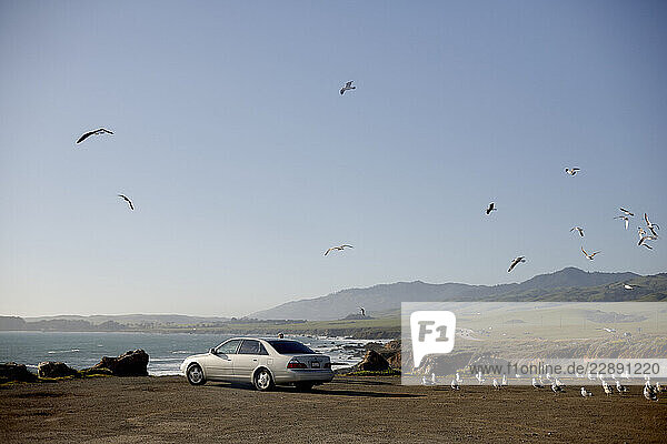 A silver car parked on a coastal cliff with birds flying under a clear blue sky. Road Trip USA