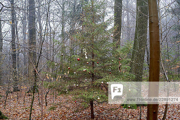 A small Christmas tree with ornaments stands in a misty forest amid autumn leaves. Germany