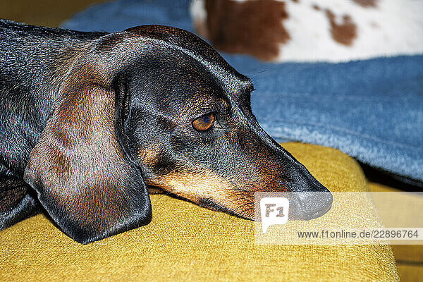 Dachshund dog relaxing on a sofa at home