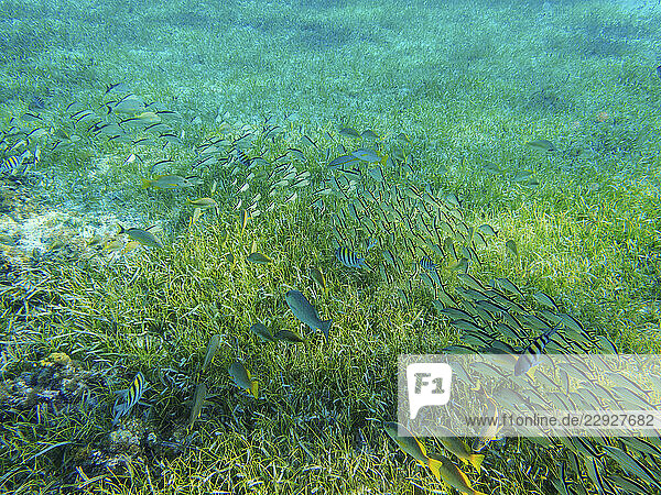 Underwater photo taken during the Palancar Gardens  El Cielito and Colombia Deep Reef Snorkelling Tour  Cozumel Island  Quintana Roo State  Mexico