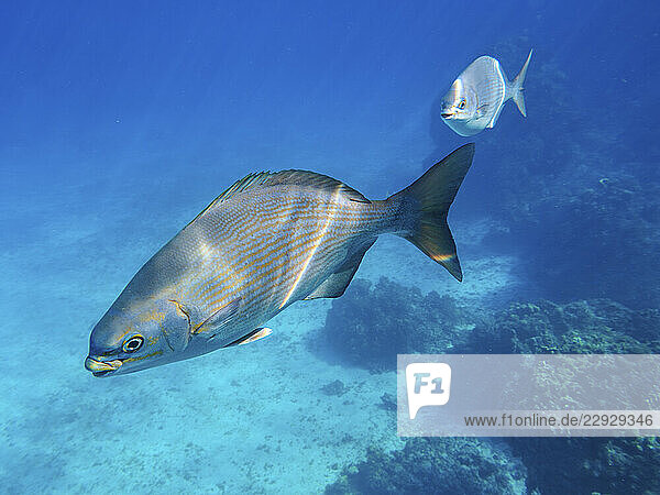 Kyphosus sectatrix seen during the Palancar Gardens  El Cielito and Colombia Deep Reef Snorkelling Tour  Cozumel Island  Quintana Roo State  Mexico