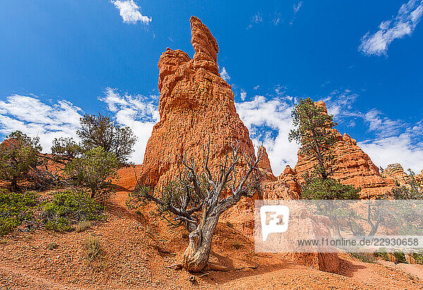 Sandstone rock formation in the Dixie National Forest  Utah  USA. The National Forest was created in 1906.