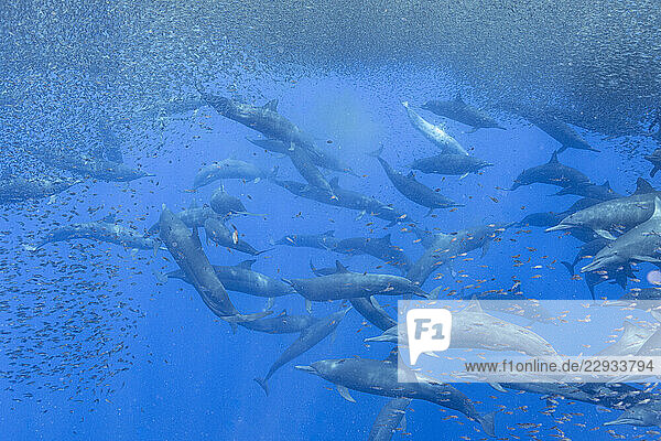 A pod of spinner dolphins herds a massive baitball of small fish