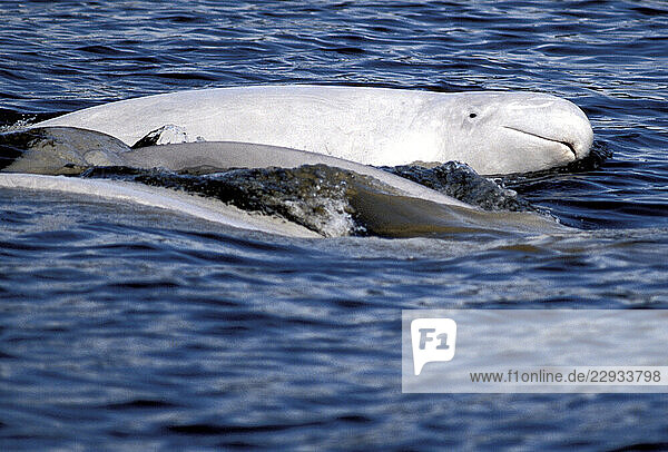 A curious beluga peers an eye above the water.