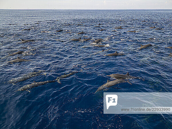 Massive Dolphin Superpod Cuts Through Pacific Waters