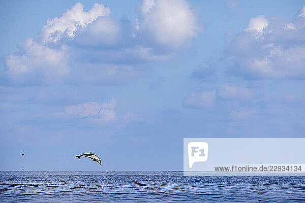 Airborne elegance: Dolphin in mid-leap