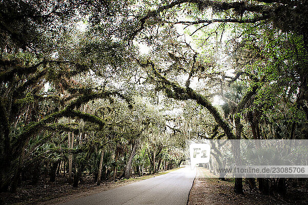 A road winds through Myakka River State Park in Sarasota Florida.