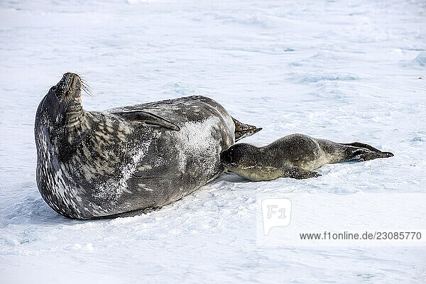 A newborn weddell seal pup nurses from its mother on the the sea ice at Marble Point Antarctica.
