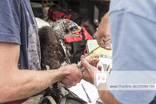 Biologists band a juvenile golden eagle.