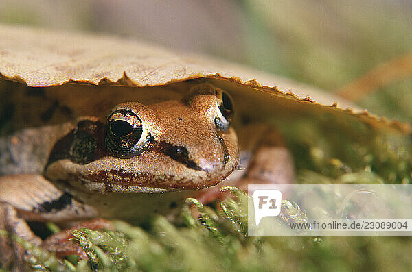 A wood frog. (Rana sylvatica)