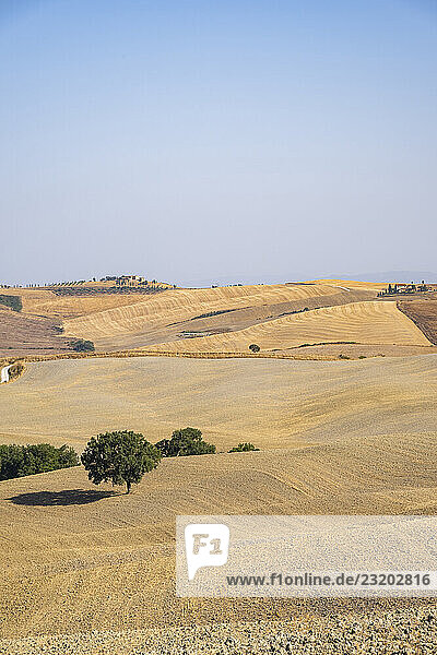 Typische toskanische Landschaft im Val d Orcia mit Hügeln  Bäumen  Feldern  Bauernhäusern und Zypressen im Sommer  Toskana  Italien  Europa
