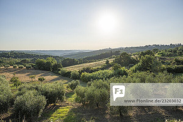 Toskanische Landschaft  Landgut mit  Olivenbäumen und Wäldern in Chianti  Chianti-Region  Toskana  Italien  Europa