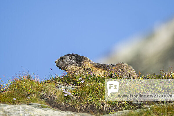 Alpenmurmeltier (Marmota marmota) im Herbst  Großglockner  Nationalpark Hohe Tauern  Österreich  Europa