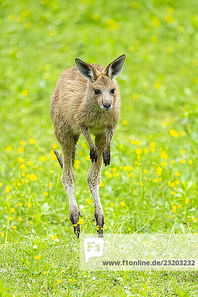 Östliches Graues Känguru (Macropus giganteus) auf einer Wiese  Bayern  Deutschland  Europa