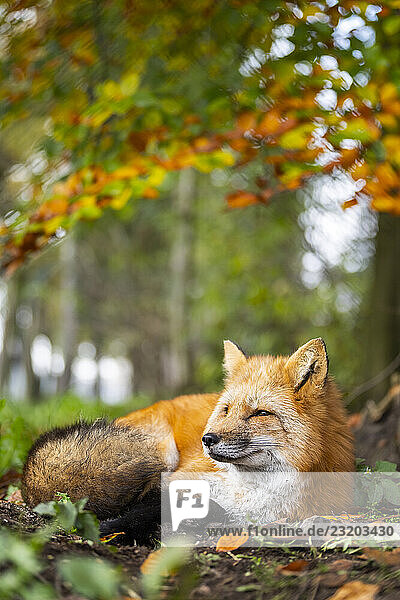 Rotfuchs (Vulpes vulpes) liegend in einem Wald im Herbst  Bayern  Deutschland  Europa