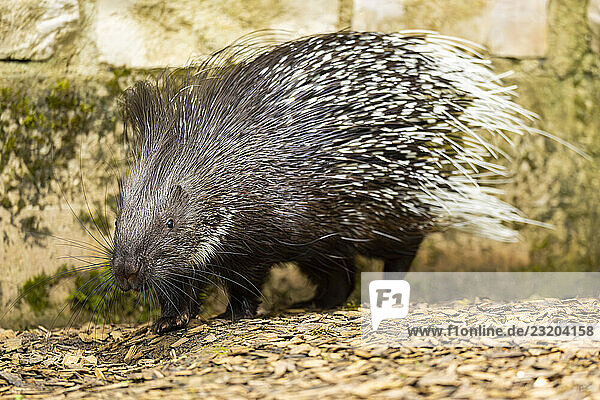 Altweltstachelschweine (Hystrix cristata)  Deutschland  Europa