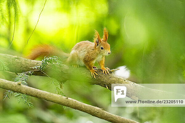 Rotes Eichhörnchen (Sciurus vulgaris) in einem Wald  Bayern  Gernany