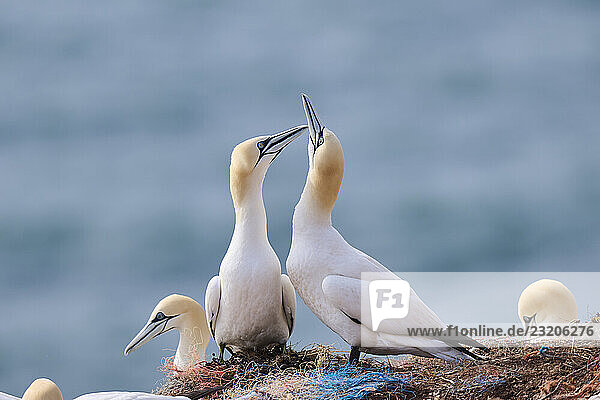 Basstölpel (Morus bassanus) grüßen sich gegenseitig mit ihren Schnäbeln in der Kolonie  bei Sonnenuntergang  Tierwelt  Helgoland  Deutschland  Europa