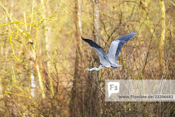 Graureiher (Ardea cinerea) fliegt am Ufer eines Sees  Wildtiere  Bayern  Deutschland  Europa