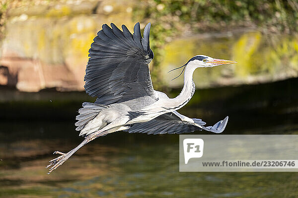 Graureiher (Ardea cinerea) fliegt am Ufer eines Sees  Wildtiere  Bayern  Deutschland  Europa